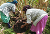Compost application to cardamom.png