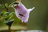 Assassin bug