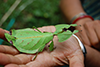 Leaf-Insect -- Phyllium-sp