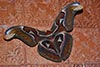 Atlas moth is world's largest