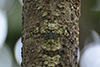 Spot the Lichen spider
