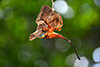 Poltys spider -- new species for India
