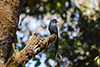 Ash Grey Drongo