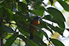 Blue-capped rock thrush