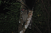 Brown wood owl