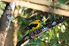 Golden oriole