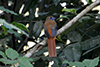 Malabar trogon female