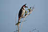 Red-whiskered bulbul
