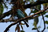 Vertider flycatcher