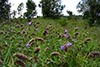 Grasslands play an important role