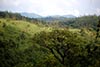 Many shades of green