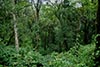 Farming in a rainforest