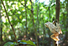 Polypedates pseudocruciger - false-hourglass tree frog
