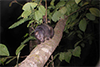 Brown palm civet