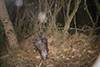 Porcupine front