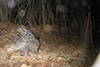 Porcupine side