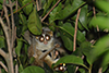 Slender Loris -- very shy and rare