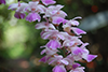 Aerides maculosa