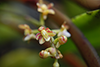 Cliesostoma tenuifolium