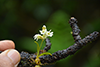 Dendrobium nanum