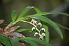 Eria mysorensis