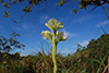 Pecteilis gigantia