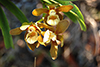 Vanda thwaitesii