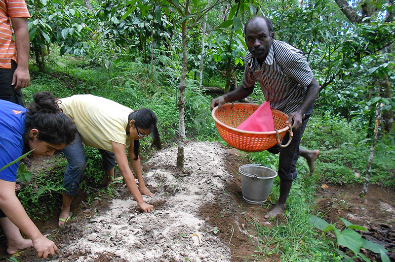 photo of compost collection