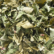 Costus Green Tea