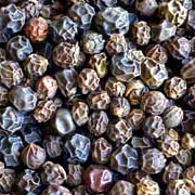 Black pepper