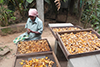 Processing turmeric