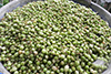 Freshly harvested cardamom.png