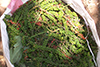 Pepper crop