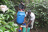 Preparing Panchagavya to spray