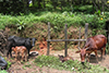Animal husbandry