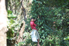 Laxman harvesting pepper